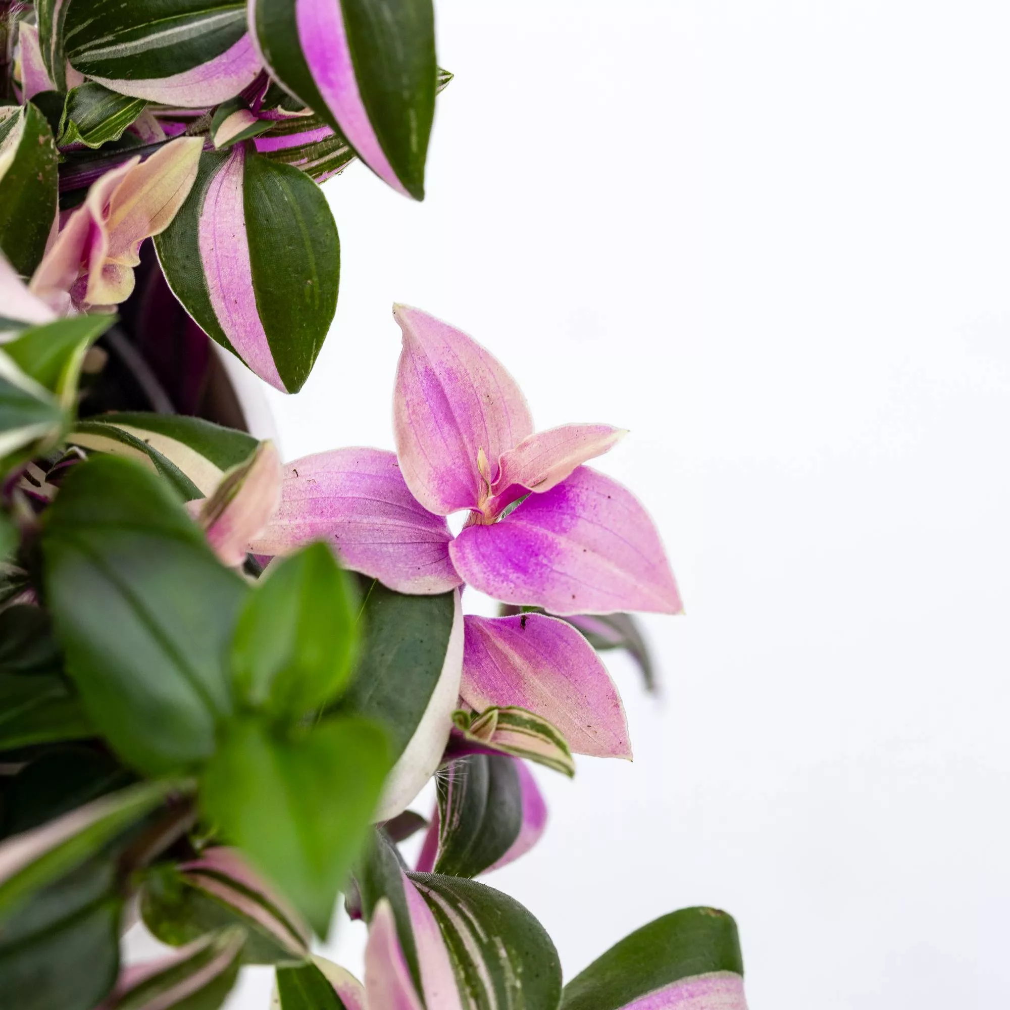 Tradescantia fluminensis "Quadricolor"