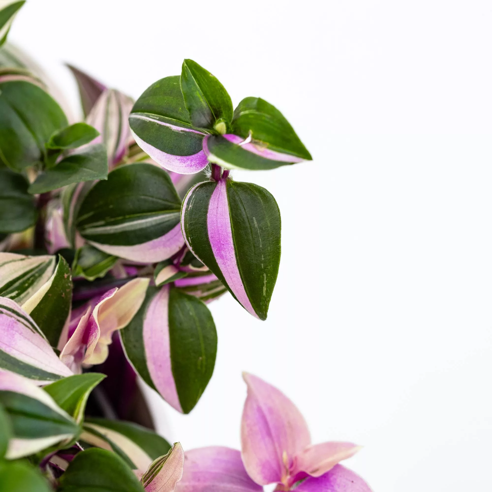 Tradescantia fluminensis "Quadricolor"