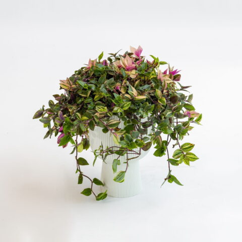 Tradescantia fluminensis "Quadricolor"