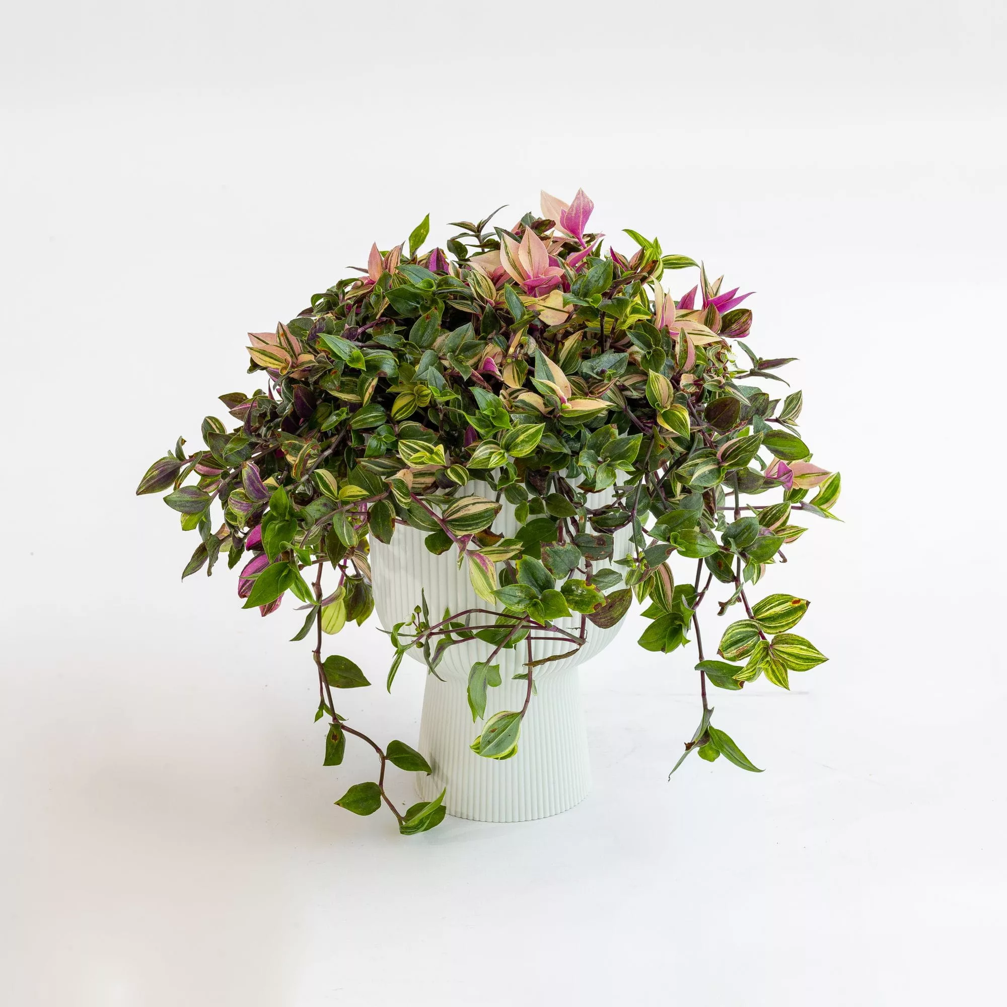 Tradescantia fluminensis "Quadricolor"