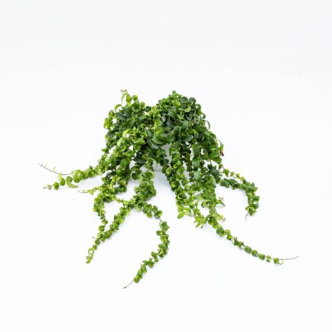 Aeschynanthus radicans "Rasta"