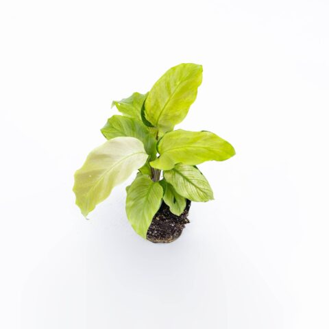 Calathea "Fusion Yellow" Baby Plant