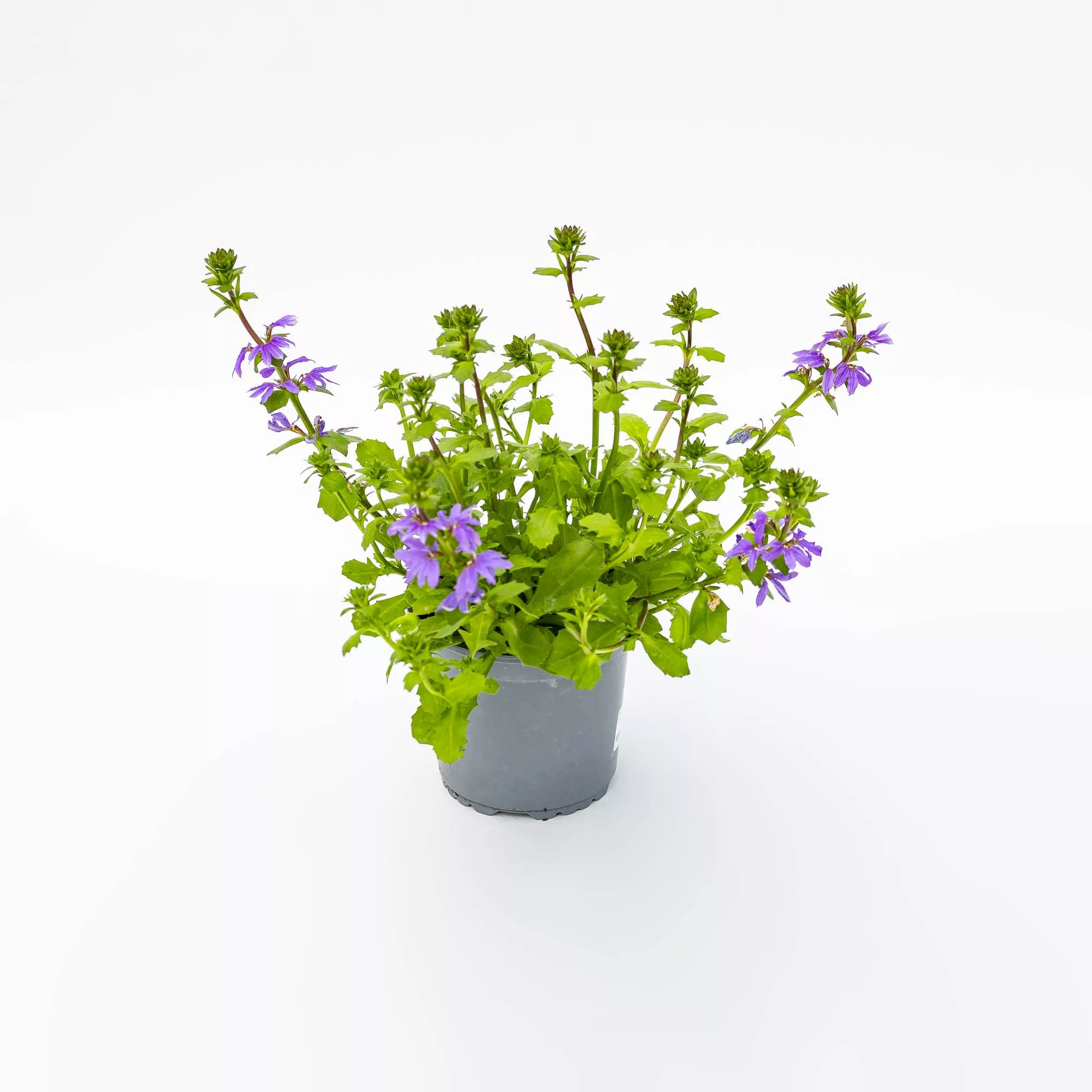 Scaevola saligna "Blue Fan"