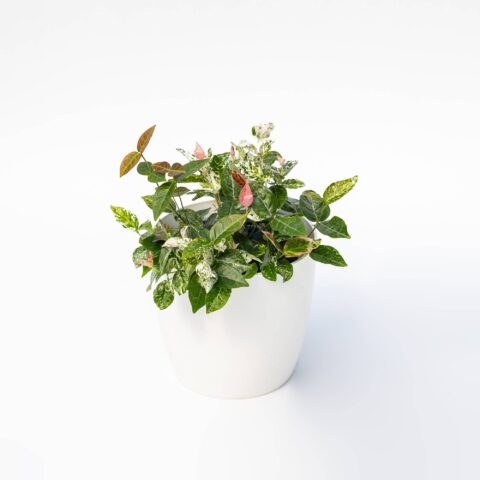 Trachelospermum jasminoides "Tricolor"