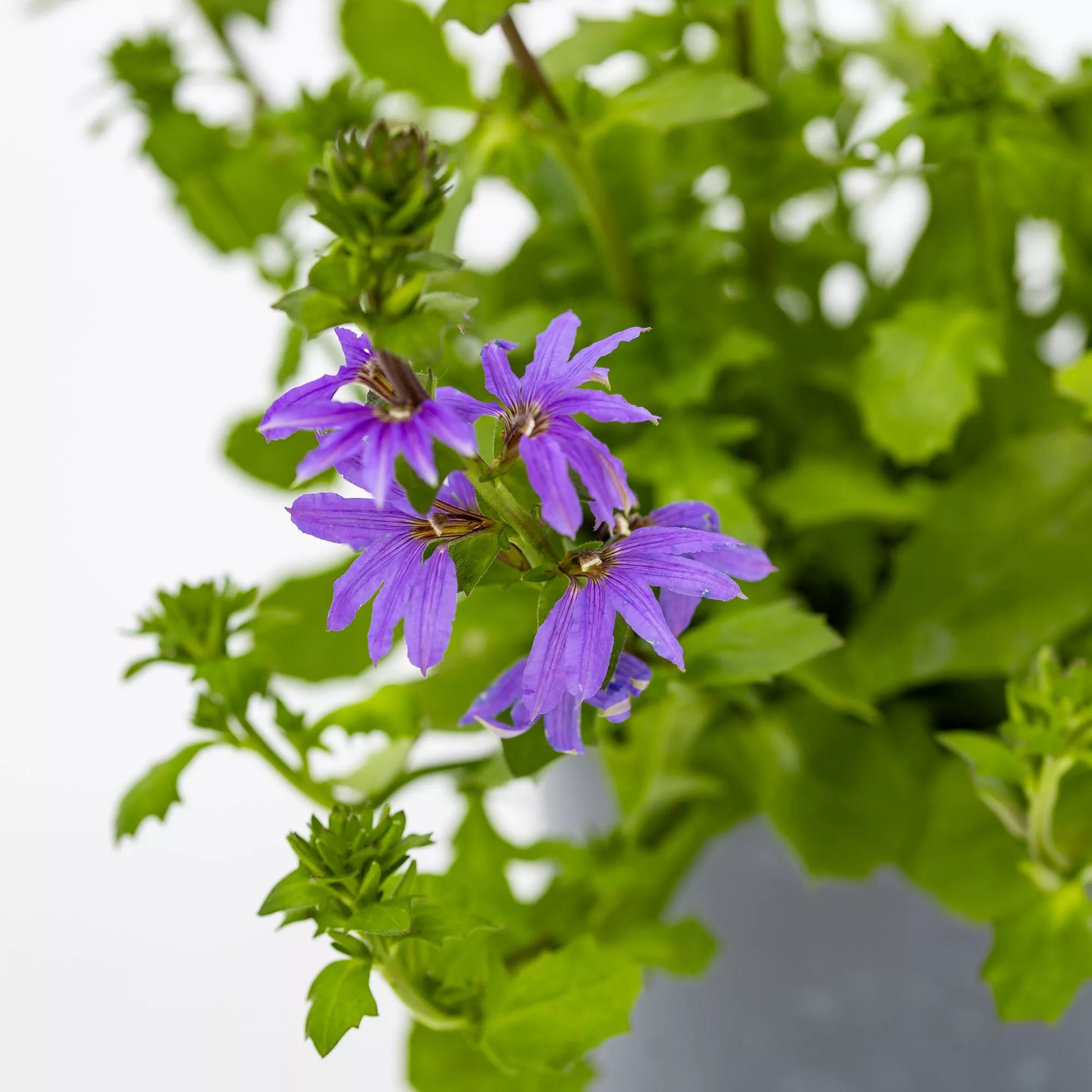 Scaevola saligna "Blue Fan"