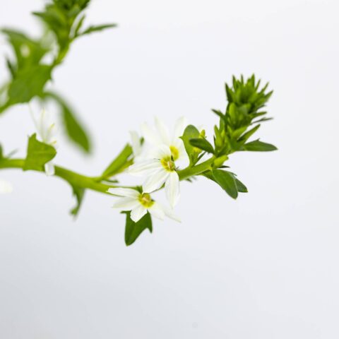 Scaevola Surdiva "White"