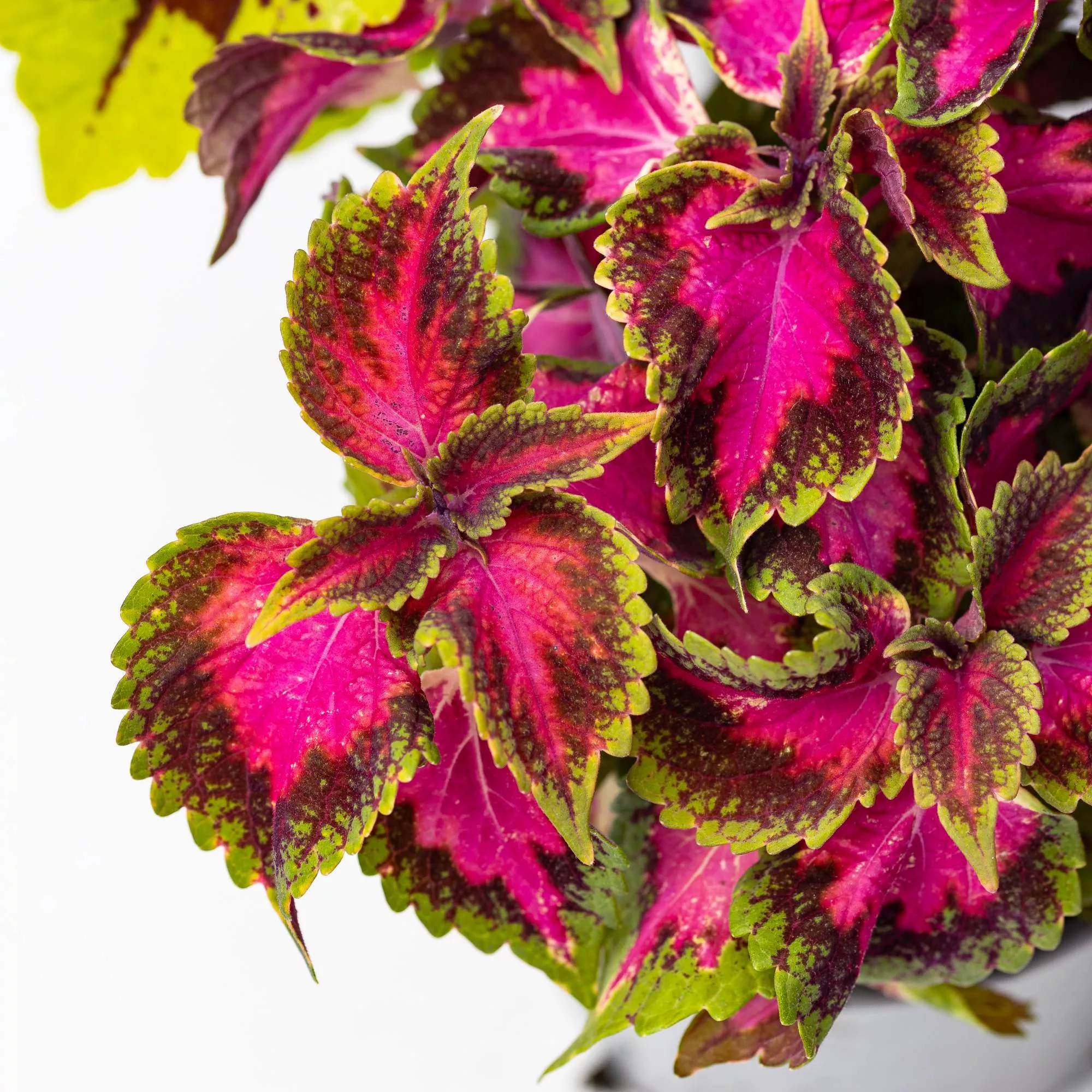 Coleus in variet
