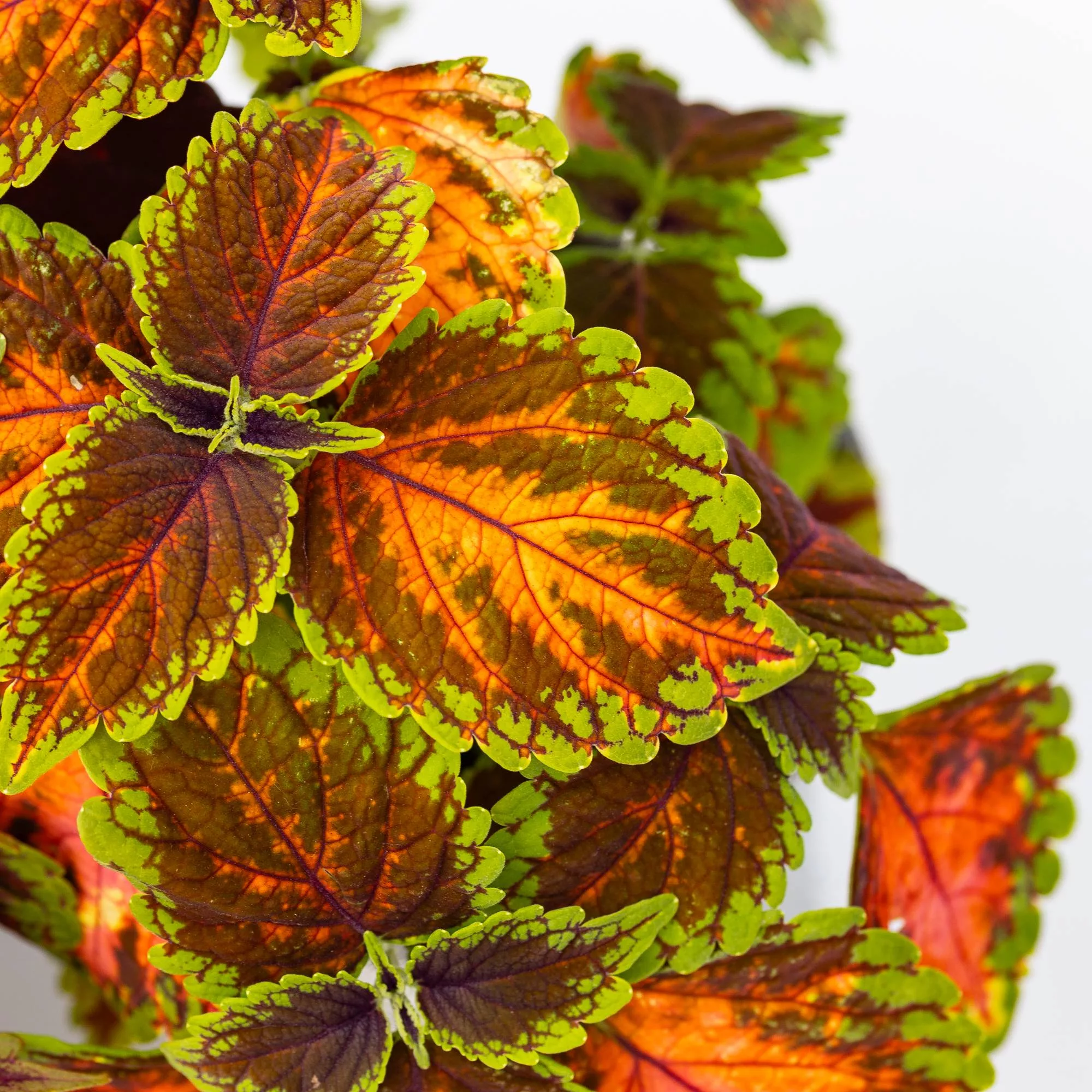 Coleus in variet