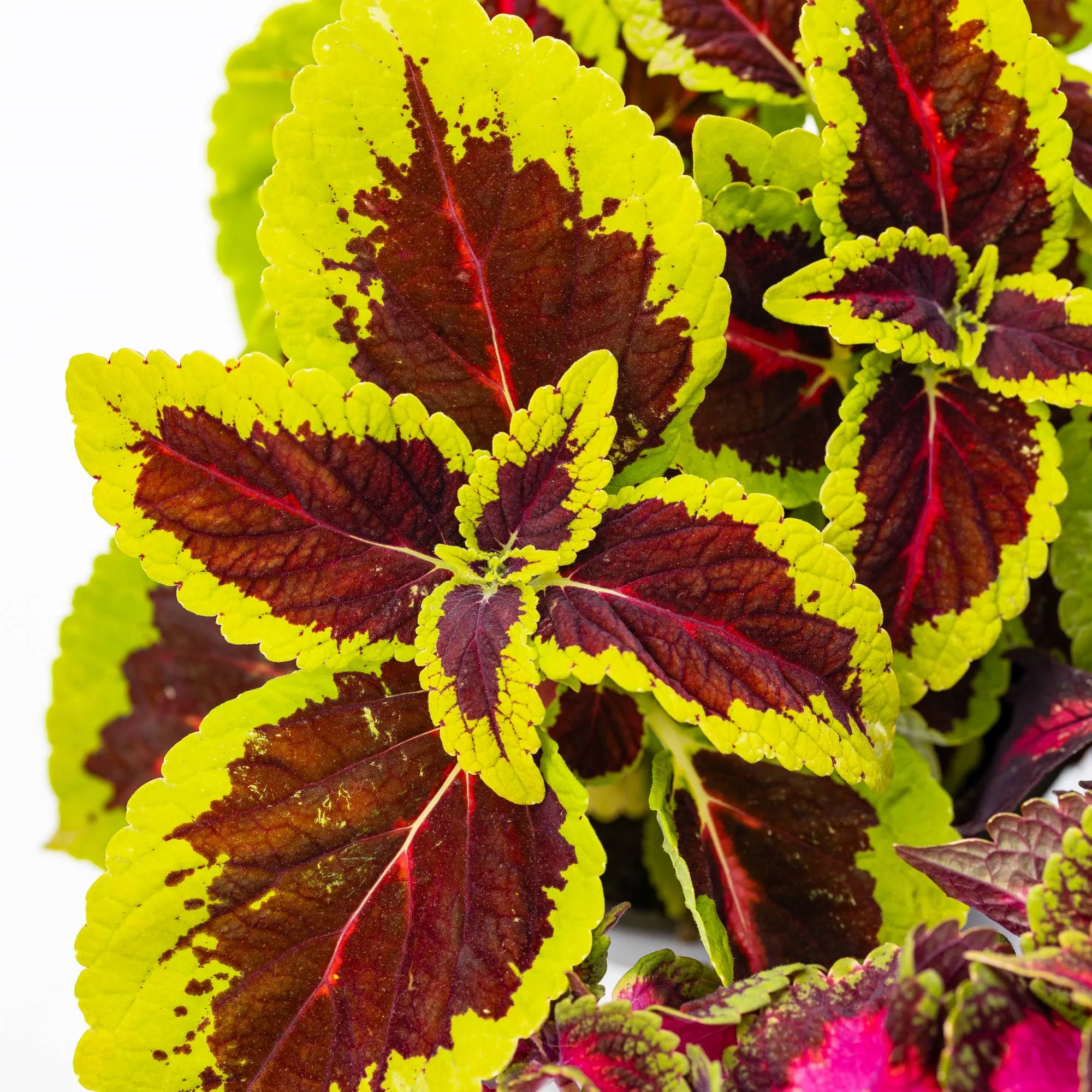 Coleus in variet