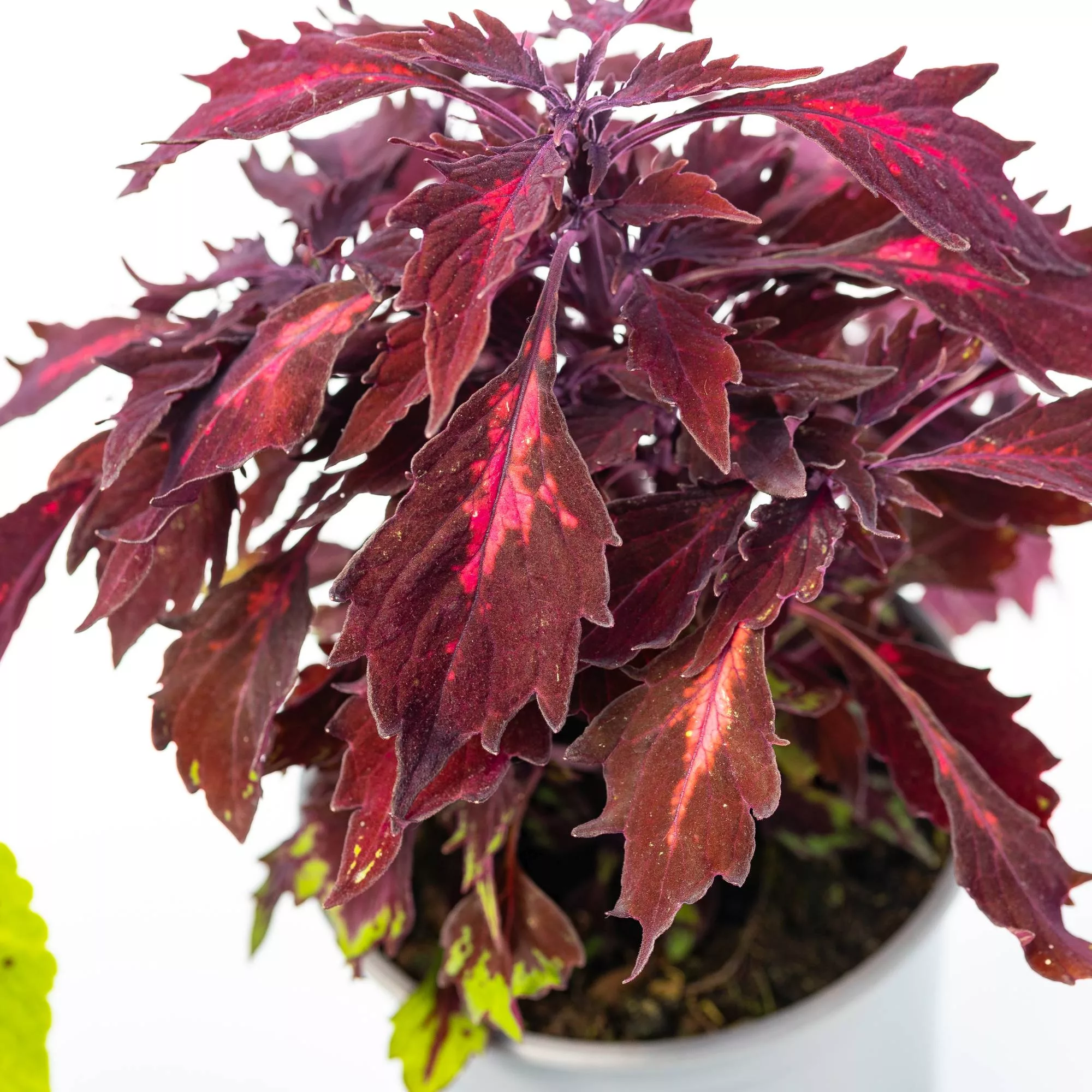 Coleus in variet