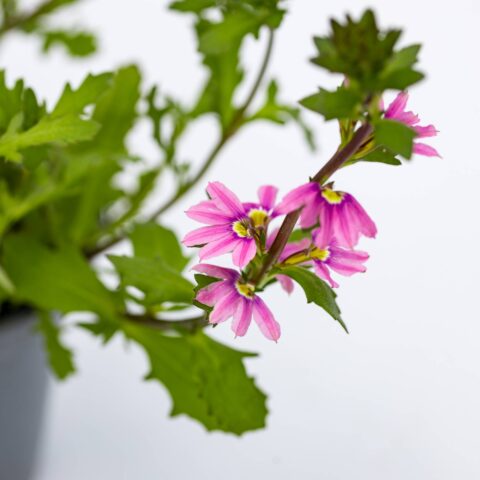 Scaevola aemula "Pink"