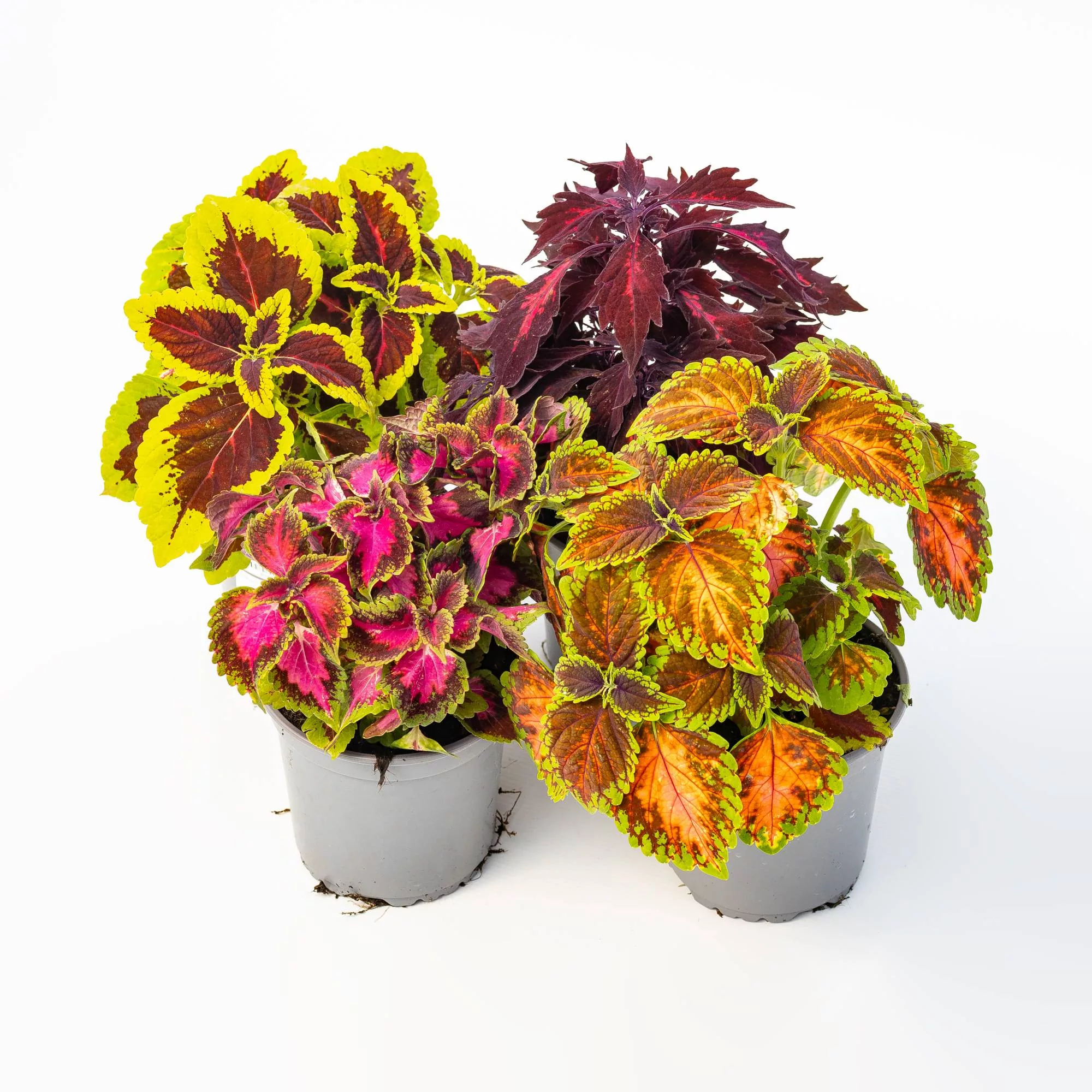 Coleus in variet