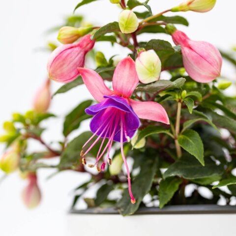 Fuchsia "Bella Mariska"