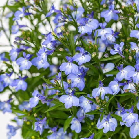 Lobelia erinus "Bicolor"