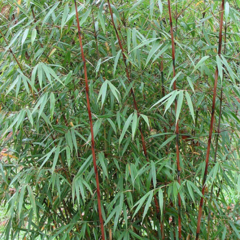 Fargesia robusta "Asian Wonder"