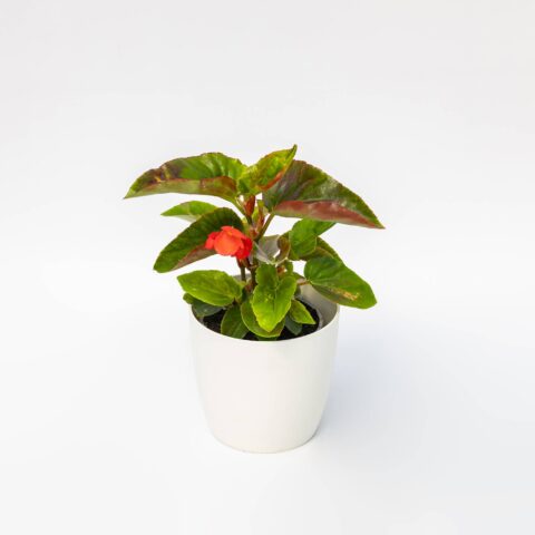 Begonia "Dragon Wing Red"