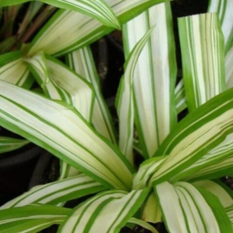 Carex siderosticta "Shiro"