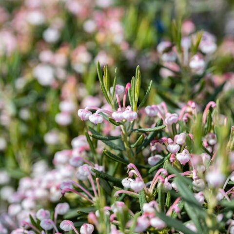 Andromeda polifolia "Blue Ice"