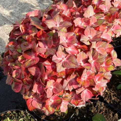 Hydrangea macrophylla "Chocolate Ever Belles"