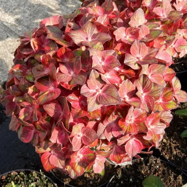 Hydrangea macrophylla "Chocolate Ever Belles"