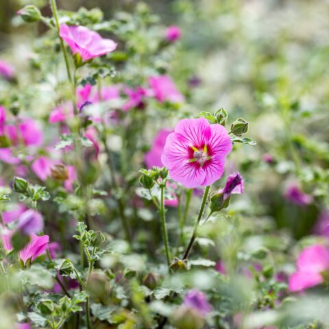 Anisodontea capensis
