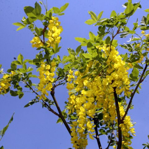 Laburnum x watereri "Vossii"