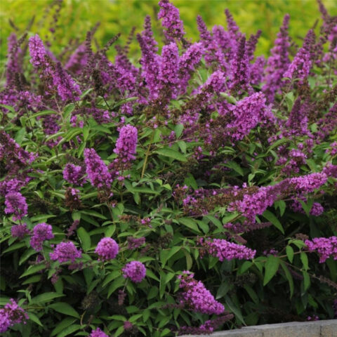 Buddleja davidii "Free Petite Tutti Frutti"