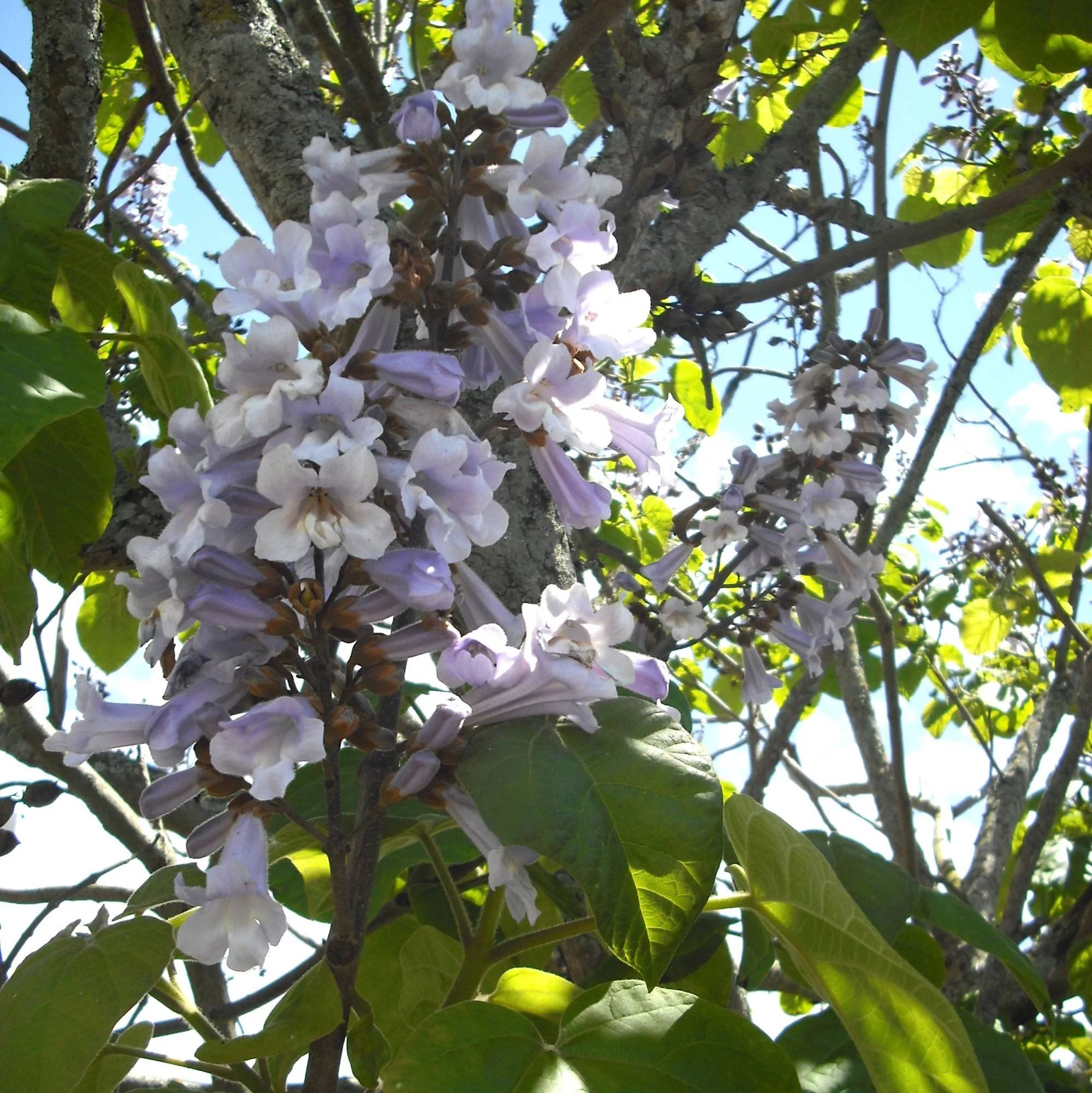 Paulownia elongata "Futuro"