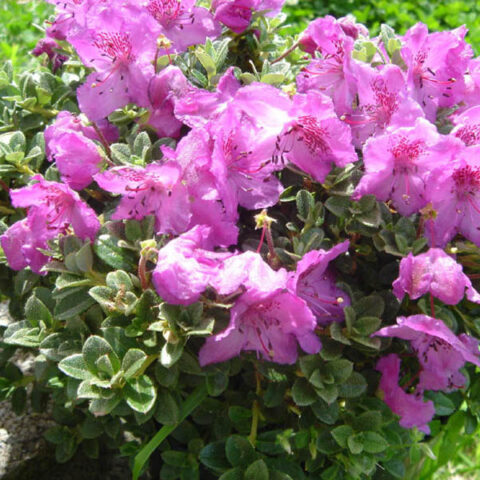 Rhododendron calostrotum "Keleticum"