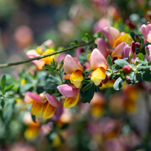 Cytisus scoparius "La Coquette"