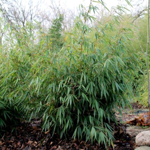 Fargesia robusta "Pingwu"
