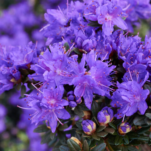 Azalea impeditum "Purple Pillow"