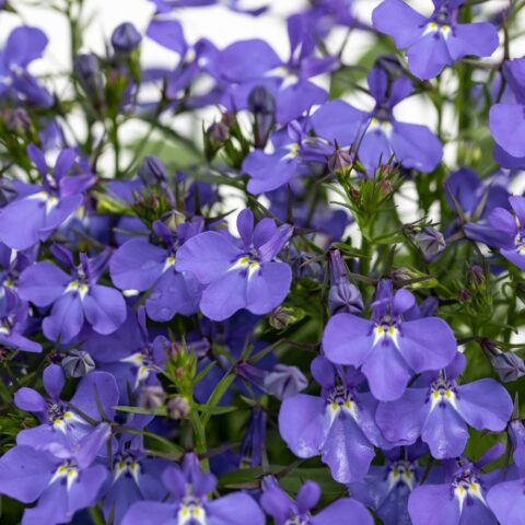 Lobelia erinus