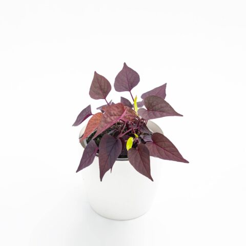 Ipomea "Sweet Caroline Light Copper"