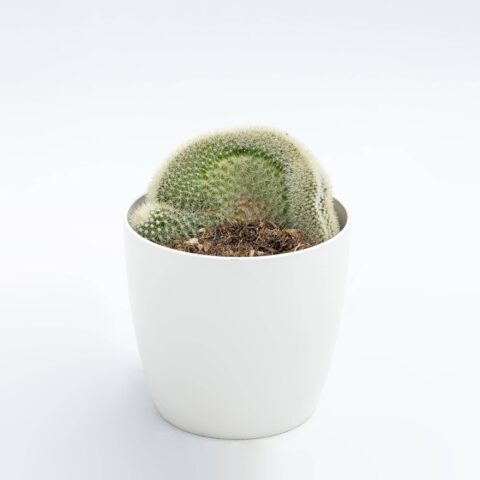 Mammillaria geminispina f. crestata