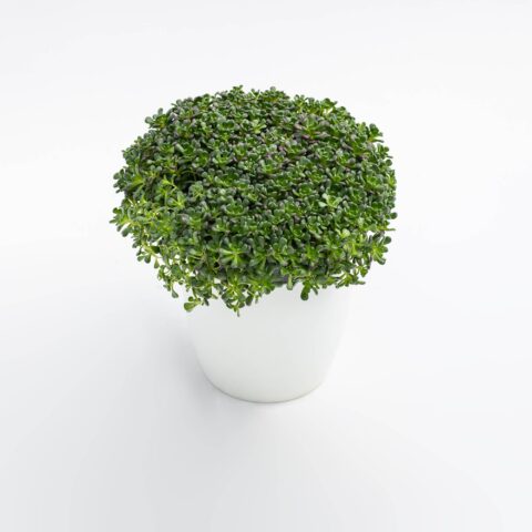 Sedum oreganum