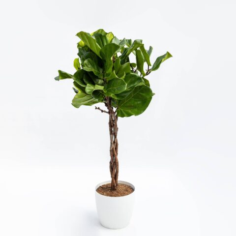 Ficus lyrata - alberello