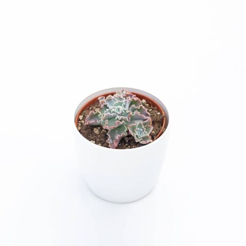 Echeveria "Dorothy"