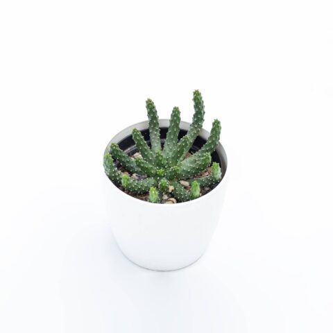 Euphorbia inermis