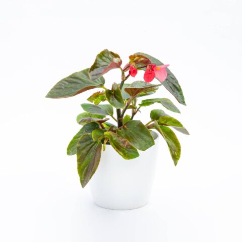 Begonia "Dragon Wing Pink"