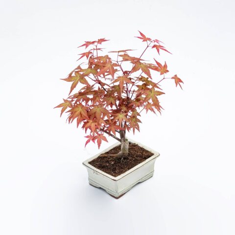 Bonsai Acero rosso
