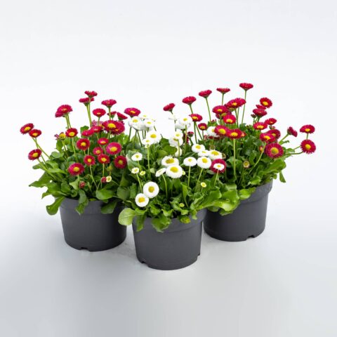Bellis perennis pompon in variet
