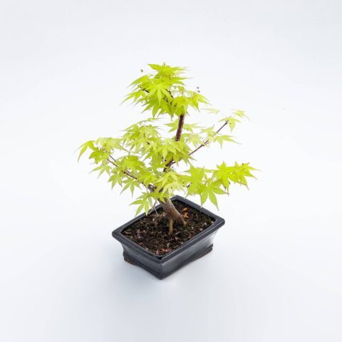 Bonsai Acero verde