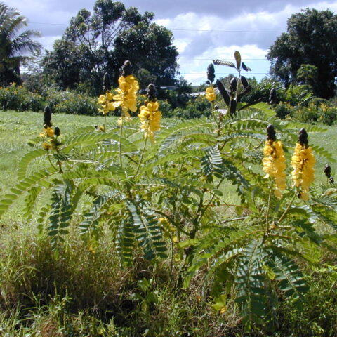 Cassia didymobotrya