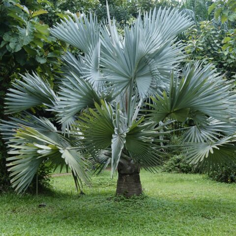 Bismarckia nobilis