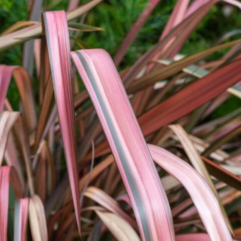 Phormium "Rainbow Queen"