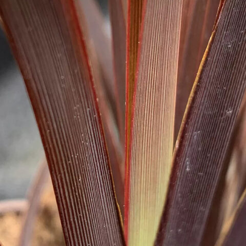 Phormium tenax "Special Red"