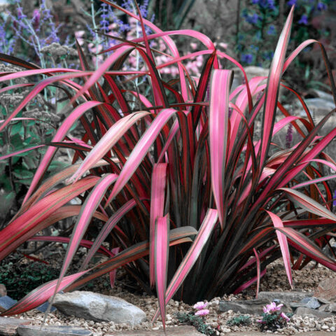 Phormium tenax "Pink Panther"