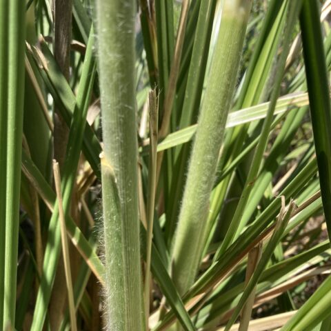 Cortaderia selloana "Mini Pampas"