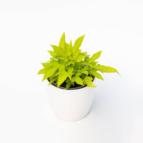 Ipomea "Sweet Caroline Light Green"